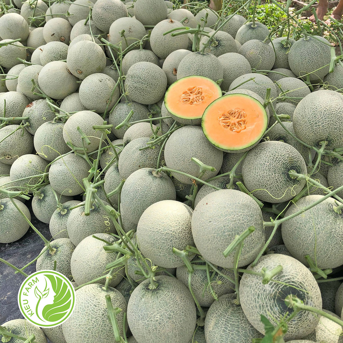Chi phí làm nhà màng trồng dưa lưới 1000m2 khoảng bao nhiêu #31 Chi phí làm nhà màng trồng dưa lưới 1000m2 khoảng bao nhiêu